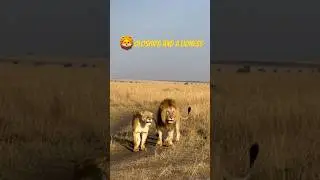 Oloshipa, 1/4 Black Rock Boys lion