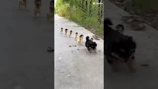 dog and chicken kids 