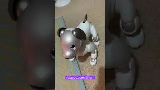 The Aibo who Acts like a Cat