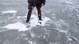 Хороша щучка часть 2 на жерлицу 2016