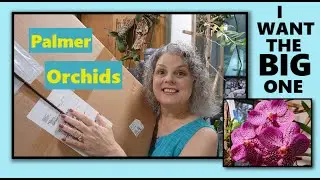 ORCHID UNBOXING, PALMER ORCHIDS, GO BIG!