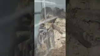 Phormingochilus everetti подзывает самца. Паук птицеед барабанит #tarantula #птицеед