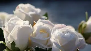 Белоснежные розы...Группа Сентябрь