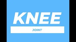 Knee Joint