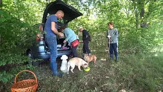 В ДУБОВЫЙ ЛЕС за ГРИБАМИ. Ищем первые БЕЛЫЕ ГРИБЫ, лес, каньон, природа!