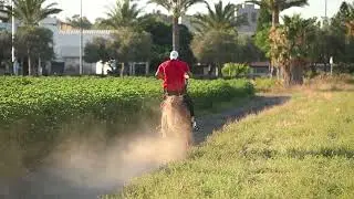 וידאו סוס