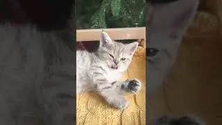 Что за лев этот тигр🐯😻 