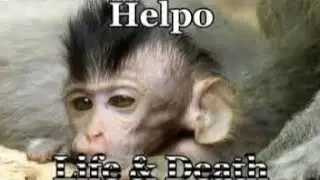The Miserable Life of Baby Monkey Helpo. (RIP)
