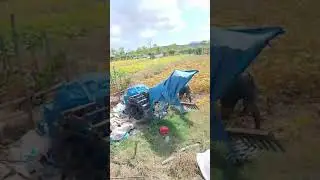 panen kacang ijo