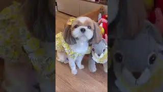 Cutest Shih Tzu Dog 💖🐶💖