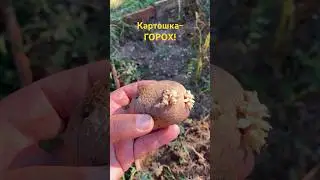 Картошка - горох в Крыму. 