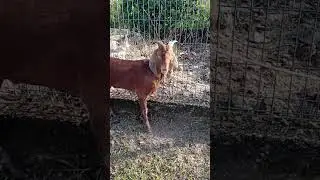 a GOAT 🐐