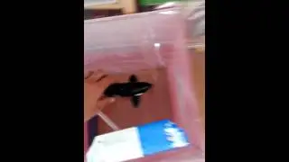 Liberar a Willy la Orca 2