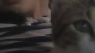 Это Наш Котик