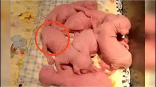 Кошка породы сфинкс родила 6 котят, но хозяйка заметила, что один малыш был не такой, как все