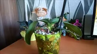 Комнатные цветы  Орхидея   ох беда, беда, огорчение.