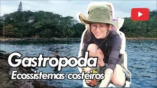 Gastropoda - Ecossistemas costeiros (Santa Catarina - Brasil)