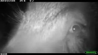Wild Boar Eats Trail Cam in Sai Kung Country Park, Hong Kong