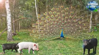 We live and show a forest farm. The pig “wanted” and left the house. Electricity in the 