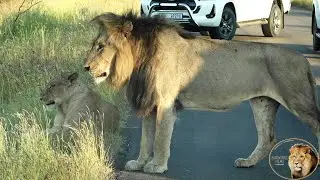 Casper The White Lion And Brothers And A Lioness