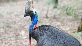 Cassowary Kuşu, Sahibine Saldırarak Öldürdü