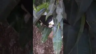 predador de marimbondo