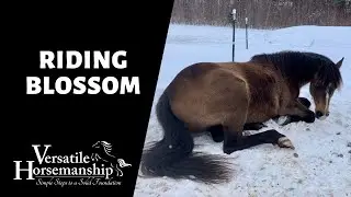 🔴 RIDING BLOSSOM (live-stream) // Versatile Horsemanship