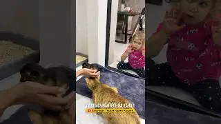 (Не)весёлая история про большой живот чаузи Торви 😸