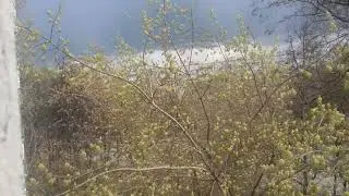 Вот и весна ."  Ясень не ответил мне ,качая головой" ..