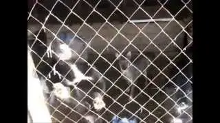 барабинские