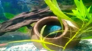 Aquarium fish inside in a pot