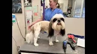 Very Matted Shih Tzu Has To Be Shaved