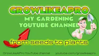 Growing Cantaloupe Plants On My Gardening Channel - GrowLikeAPro