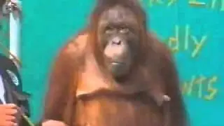 Video Màn biểu diễn khó tin của khỉ   Clip Màn biểu diễn khó tin của khỉ   Video Zing