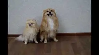 Обучение : элементы с зонтиком P.s. ЧиП =)