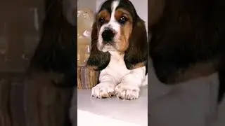 Basset Hound, pedigree internacional, Disponible. Basset Praderas