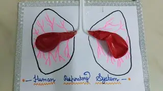 Human respiratory system