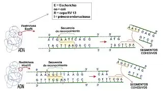 Fragmentación del ADN