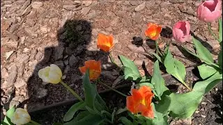 Красота возле жилых домов - заслуга людей !