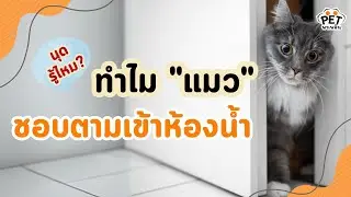 เพราะอะไรแมวถึงชอบตามเราเข้าไปในห้องน้ำ  | นุดรู้ไหม EP.2
