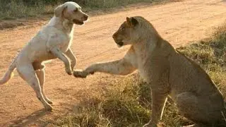 LEÃO vs CACHORRINHO