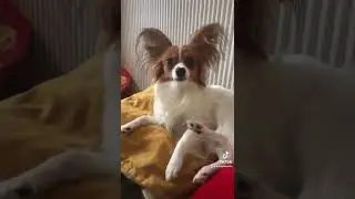 Папийон - это любовь на всю жизнь! 