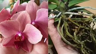 Repotting an orchid 2 years after purchase