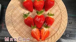 Мяосян‼️ Превосходные вкусовые характеристики 👍👍👍