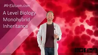 Monohybrid Inheritance  - A Level Biology