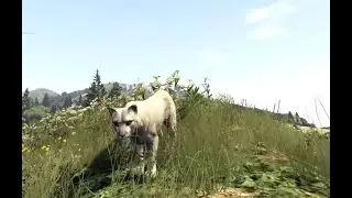 ОХОТА НА ПУМУ В GTA 5 RP||STRAWBERRY