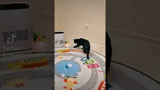 Кошка Снежок и летающий шар.