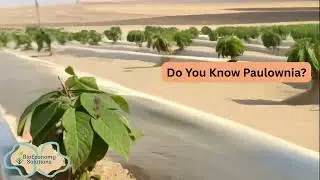 Eco-Friendly Paulownia Trees Everywhere In The Desert #paulownia #kiri #empress #tree #desert #arid