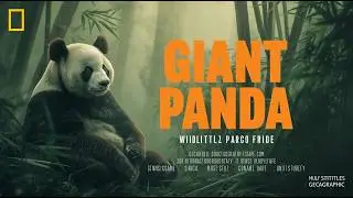 Giant Panda: The Bamboo-Bound Survivor of China’s Ancient Forests