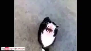 Cats+Water8